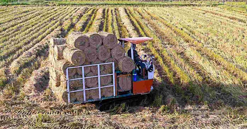 Không còn đốt đồng, nông dân miền Tây tận dụng rơm rạ kiếm ra tiền