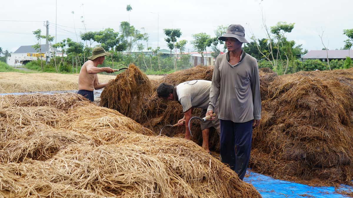 Không còn đốt đồng, nông dân miền Tây tận dụng rơm rạ kiếm ra tiền