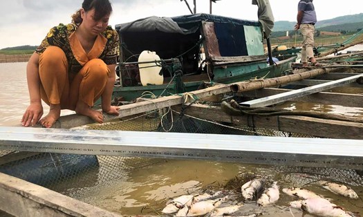 Chị Vũ Thị Nguyệt suy sụp chứng kiến đàn cá lăng chuẩn bị thu hoạch chết sạch trong vòng 1 ngày. Ảnh: Lê Nguyên