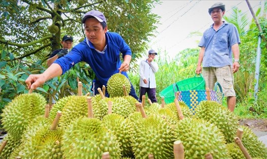 Sầu riêng hiện có giá 55.000 - 80.000 đồng/kg, tùy loại. Ảnh: Phong Linh