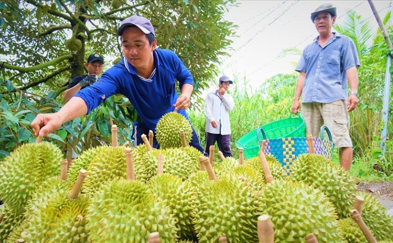 Sầu riêng hiện có giá 55.000 - 80.000 đồng/kg, tùy loại. Ảnh: Phong Linh