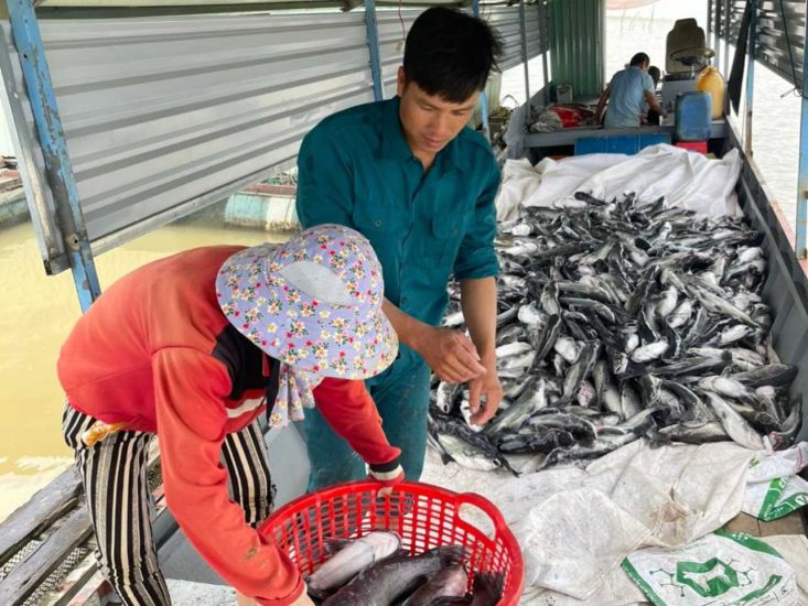 Lực lượng chức năng đã nhanh chóng có mặt hỗ trợ bà con vớt và vận chuyện cá. Ảnh: Lê Nguyên