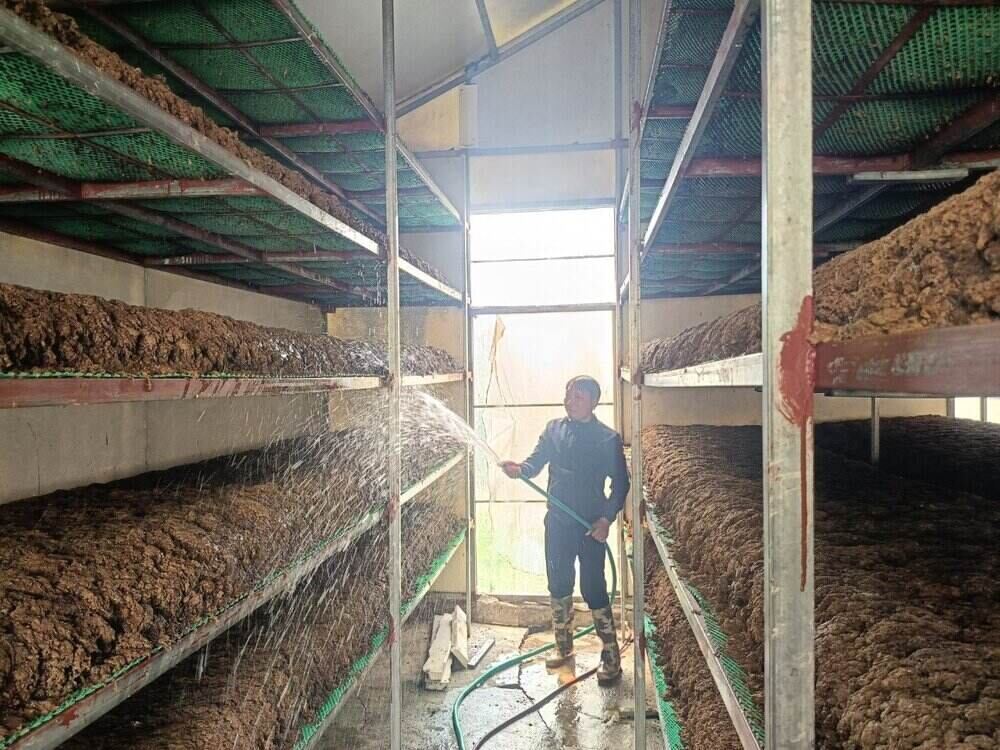 Vốn chính sách giúp các hộ dân xã Phú Phúc, huyện Lý Nhân đầu tư mô hình trồng nấm. Ảnh: NHCSXH