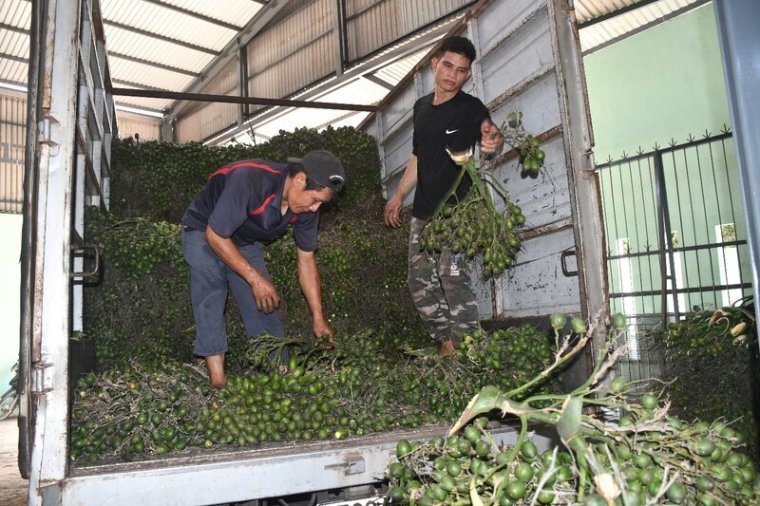 Giá cau tươi ở mức 10.000 đồng/kg là người trồng cau đã có lãi, nhưng hiện giá cau tươi ở Quảng Ngãi được thương lái thu mua tại vườn với giá 45.000 đồng/kg, làm người trồng cau rất phấn khởi. Ảnh: Viên Nguyễn