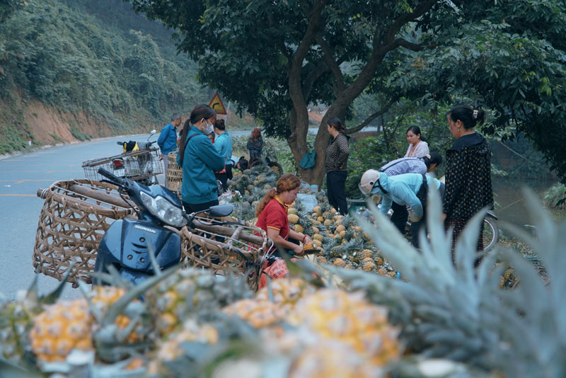 Việc trồng dứa đem lại nguồn thu nhập ổn định cho người dân Lào Cai. Ảnh: Vân Thảo
