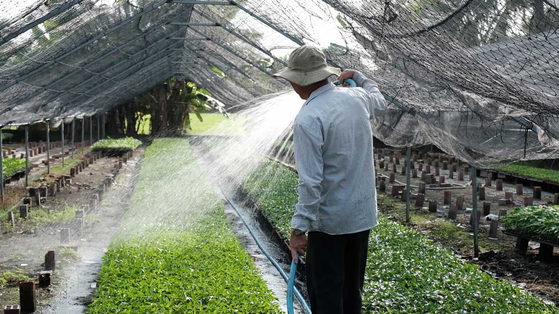 Bên cạnh cây ăn trái, các loại cây giống như ớt, cải,... cũng hút hàng. Ảnh: Mỹ Ly