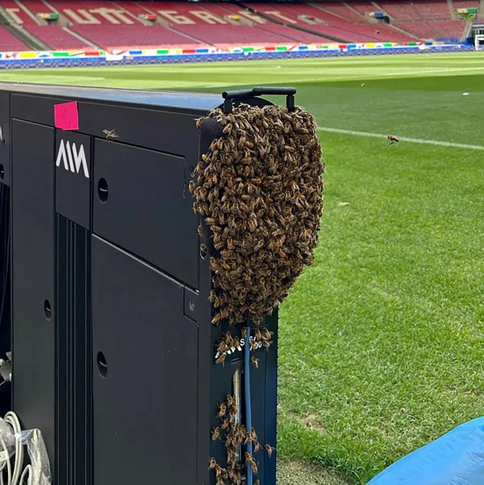 Đàn ong làm tổ trên biển quảng cáo tại sân Stuttgart Arena. Ảnh: Chụp màn hình