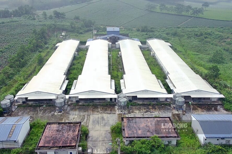 Thời điểm đó, với tổng mức đầu tư hơn 800 tỉ đồng, Nhà máy sản xuất trứng gà sạch ĐTK Phú Thọ được biết đến là nơi sản xuất trứng gà sạch công nghệ cao đầu tiên tại Việt Nam, công suất khoảng 500.000 quả trứng/ngày, tương đương 175 triệu quả trứng/năm. Ảnh: Tô Công.