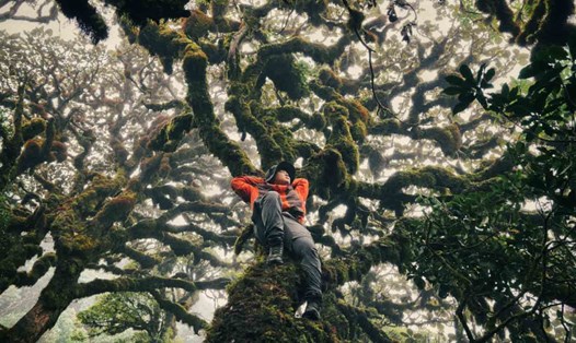 Rừng rêu đẹp đến ma mị khi chinh phục đỉnh Sa Mu. Ảnh: NVCC