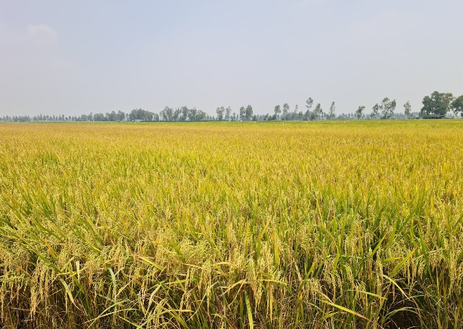 Lúa gạo tiếp tục là mặt hàng xuất khẩu đạt giá trị cao trong năm 2024. Ảnh: Vũ Long