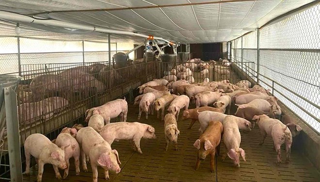 Hoạt động chăn nuôi heo tại tỉnh Đồng Nai. Ảnh: HAC