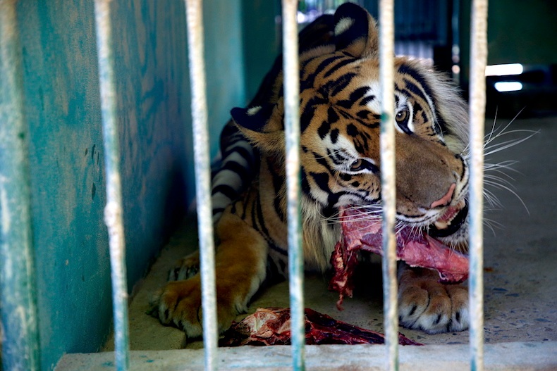 According to the Management Board of Phong Nha - Ke Bang National Park, the current funding for nurturing and caring for the tiger herd is sourced from the Quang Binh provincial budget, forest environmental service revenue, and socialization. Photo: Cong Sang