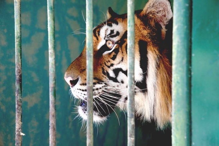 These Indochinese tiger individuals are listed in the Vietnam and world Red Book, in the category of high risk of extinction. This species is listed in Decree 32 on the management of endangered, precious, and rare forest plants and animals, prohibiting all acts of hunting and trading. Photo: Cong Sang