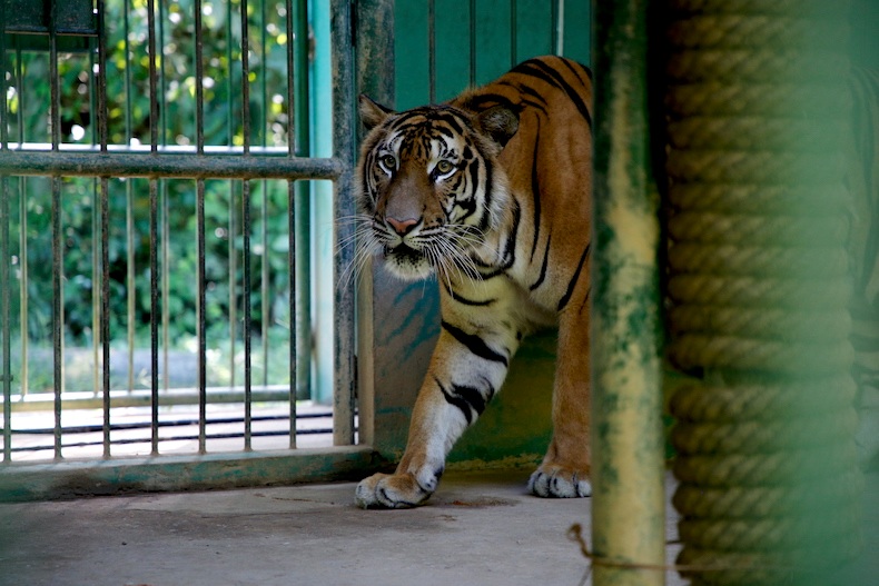 Previously, 7 tigers were brought to Pu Mat National Park (Nghe An) for care, and in March 2022, they were handed over to Phong Nha - Ke Bang National Park to create better conditions for their development. Photo: Cong Sang