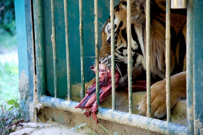 These are natural tigers, so when they were brought to the unit for nurturing and protection, Phong Nha - Ke Bang National Park developed a care plan suitable for the species, helping the tigers develop well while ensuring closeness to their natural living environment. Photo: Cong Sang