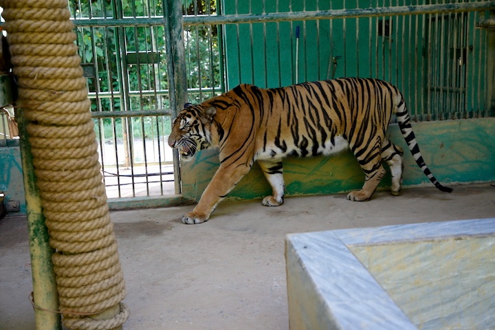 Mr. Pham Kim Vuong, in charge of the animal rescue department of the Rescue, Conservation, and Development Center of the National Park, is one of the officials responsible for caring for the tigers from the early days of their reception until now. Photo: Cong Sang