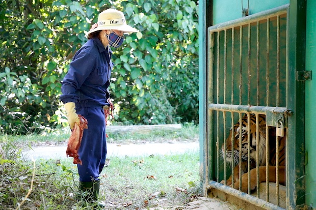 Sau thời gian dài chăm sóc và tiếp xúc với nhau, hổ đã dần quen với những người chăm sóc. Một nhân viên cứu hộ “khoe”: “Những con hổ này nay đã điềm tĩnh hơn khi thấy người đến. Thậm chí chúng tôi còn có thể chạm nhẹ vào đầu chúng”. Ảnh: Công Sáng