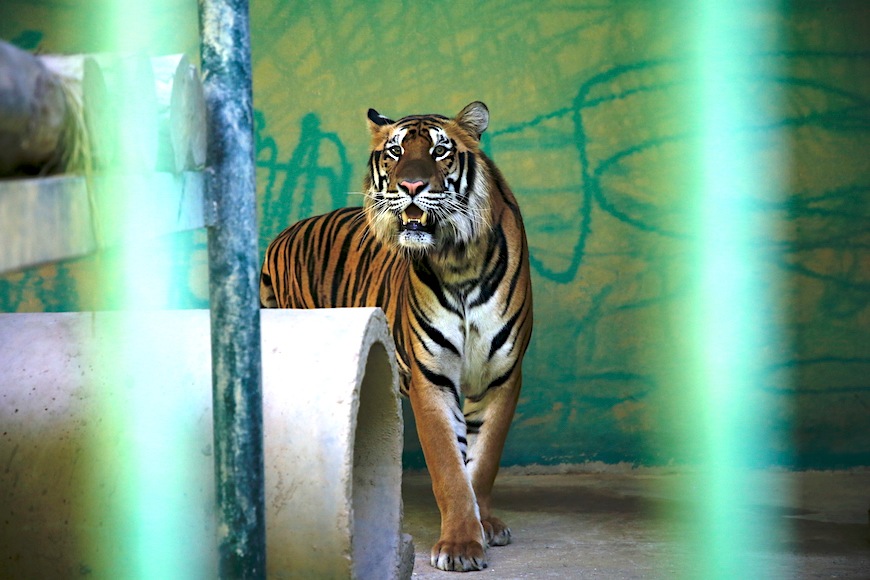 The 7 individuals, including 2 males and 5 females, weighed about 50-60kg each when first received. After 2 years of nurturing, the tigers have reached adulthood, weighing from 120kg to 160kg, with a length of over 1.5m. Photo: Cong Sang