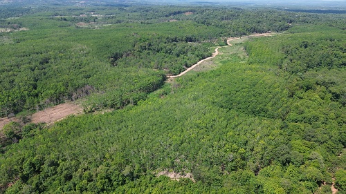 Với hàng nghìn ha đất lâm nghiệp bị xâm lấn, Gia Lai sẽ tiến hành trồng lại rừng thay thế. Ảnh: Thanh Tuấn 