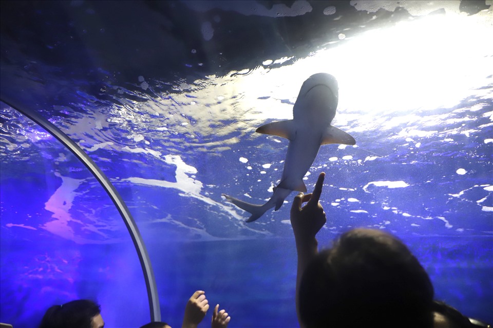 Bộ xương cá voi lưng gù nặng 10 tấn được Viện Hải dương học ở Nha Trang lưu giữ, bảo tồn 28 năm qua. Ảnh: Thu Cúc