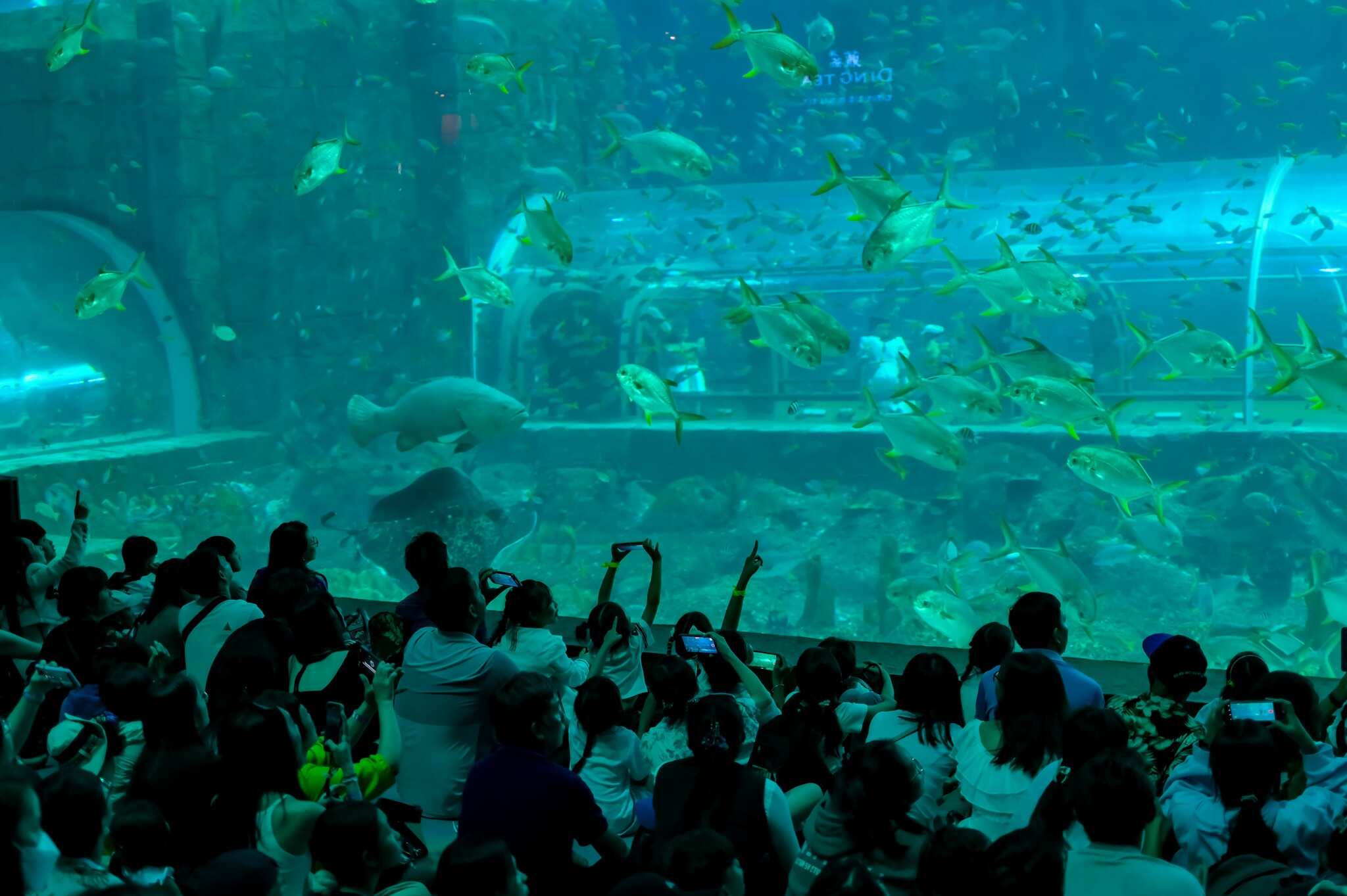 Tại Thủy cung VinWonders Phú Quốc thường xuyên tổ chức những sự kiện độc đáo phục vụ du khách tham quan. Ảnh: