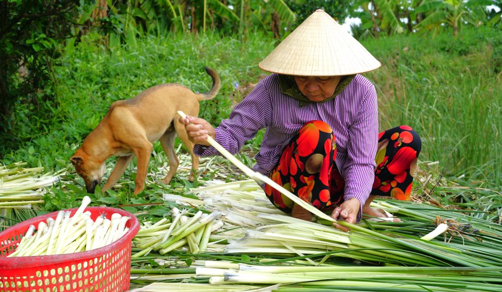 Bà Đặng Thị Xứng ở xã Mỹ Thuận (Mỹ Tú, Sóc Trăng) có thu nhập đều đặn mỗi ngày từ trồng bồn bồn. Ảnh: Phương Anh