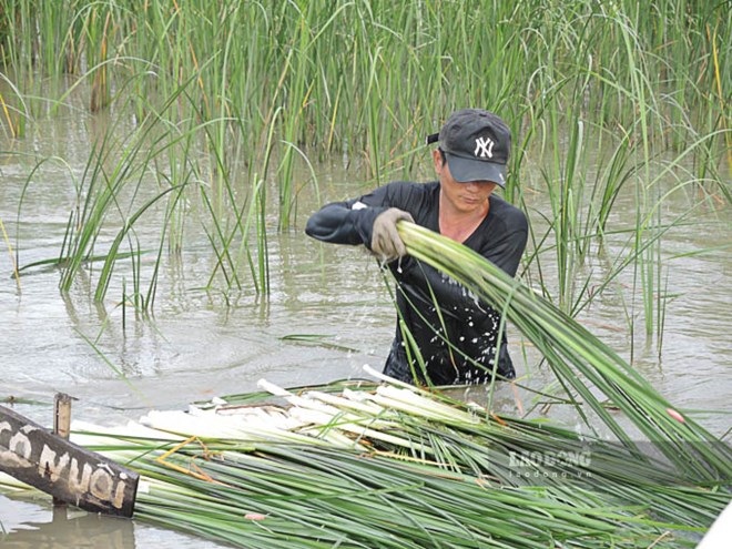 Từ cỏ dại trở thành đặc sản giúp nông dân vùng trũng có thu nhập ổn định