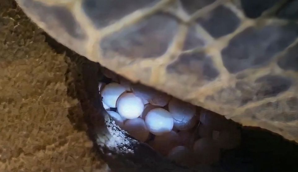 Rùa biển đẻ được 102 trứng tại bãi biển xã Nhơn Hải. Ảnh: Vivu Nhơn Hải