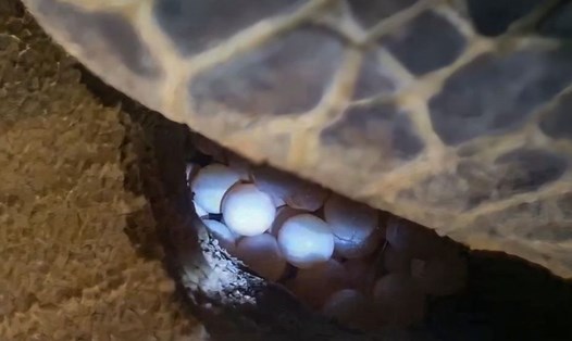Rùa biển đẻ được 102 trứng tại bãi biển xã Nhơn Hải. Ảnh: Vivu Nhơn Hải