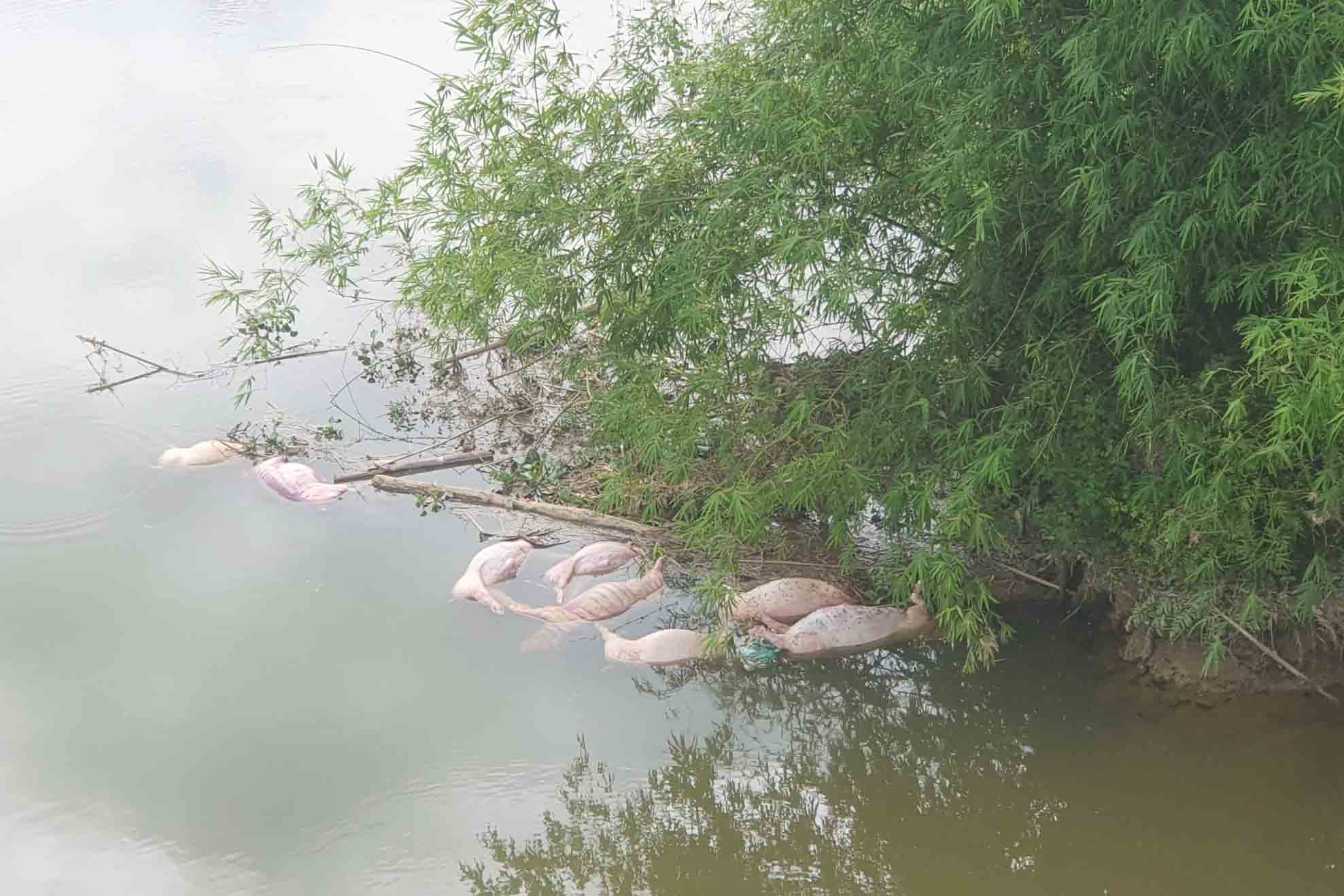 Hiện lượng chức năng đã vớt và tiêu hủy số lợn chết này, đồng thời đang điều tra truy tìm đối tượng thả số lợn chết này ra môi trường. Ảnh: Quang Tuấn.