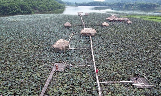 Đầm sen Vân Hội (Trấn Yên - Yên Bái) thu hút nhiều du khách đến trải nghiệm. Ảnh: Thành Trung