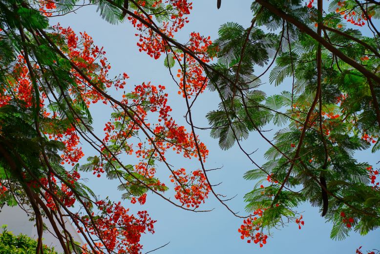Mùa hoa phượng Vũng Tàu tuy ngắn ngủi nhưng lại để lại những ấn tượng khó phai trong lòng du khách. Nếu bạn có dịp đến Vũng Tàu vào mùa hè này, hãy dành thời gian để ngắm nhìn vẻ đẹp rực rỡ của hoa phượng và lưu giữ những khoảnh khắc đẹp nhất của mùa hoa.
