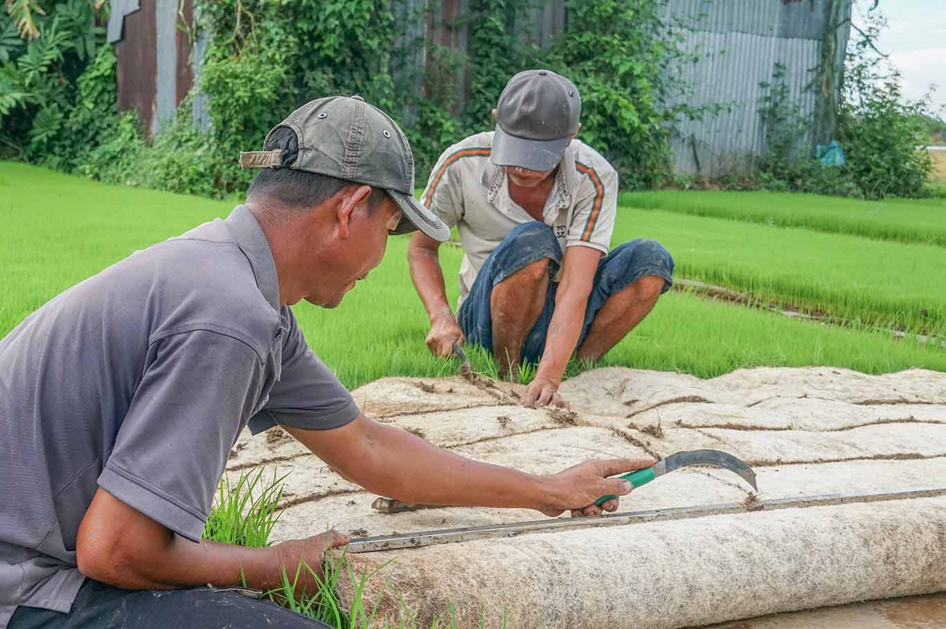 Từ khi gieo đến 12-13 ngày, khi mạ non được khoảng 3 lá thì tiến hành cấy ra đồng cắt thành từng mảnh nhỏ để đưa vào máy cấy.