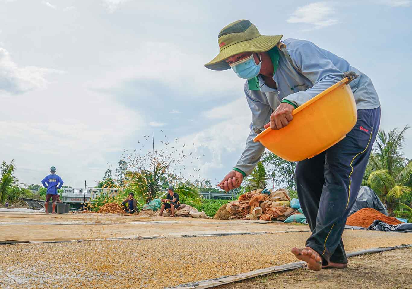 Lượng giống gieo sạ trung bình 1kg/1m2.