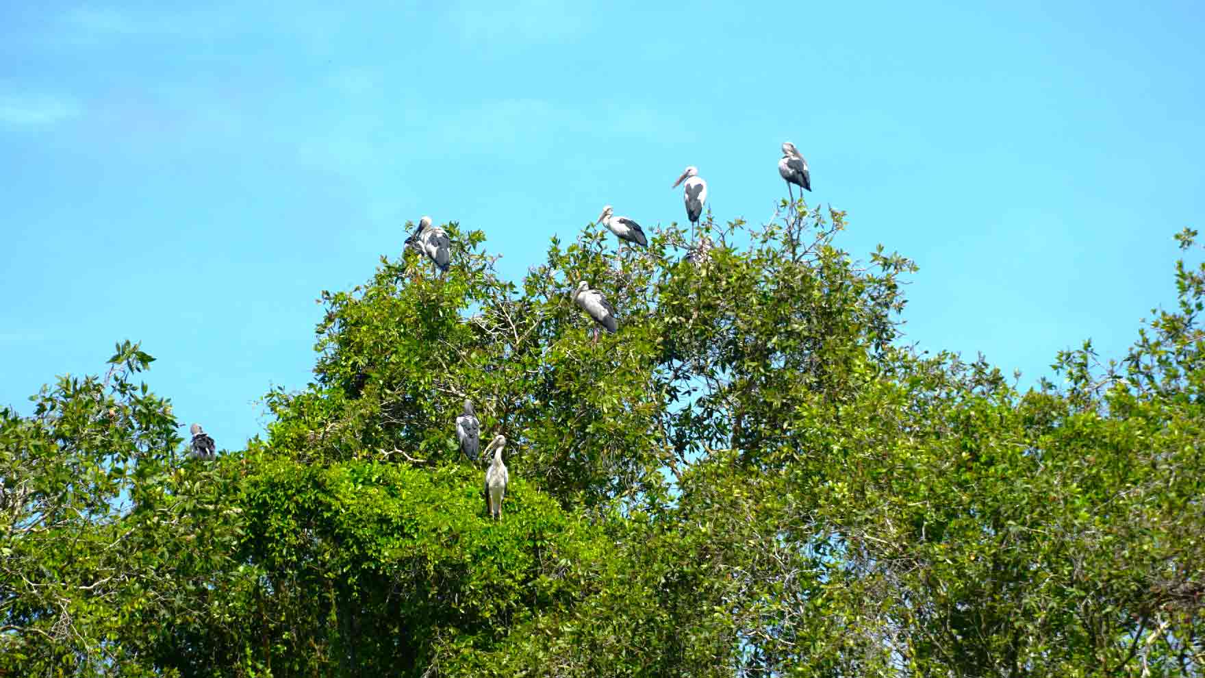 Tận mắt ngắm nhìn khu rừng có 20.000 cá thể chim cò