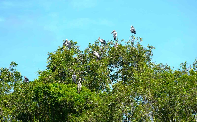 Tận mắt ngắm nhìn khu rừng có 20.000 cá thể chim cò