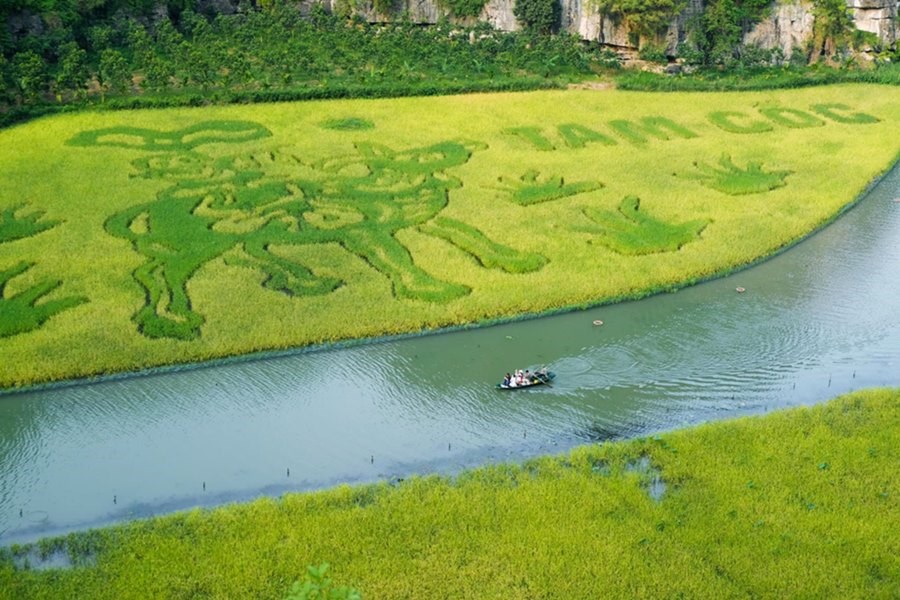 Bức trang mục đồng thổi sáo được “vẽ” trên cánh đồng lúa chín ở Tam Cốc. Một điểm check-in mới thu hút du khách về đây chiêm ngưỡng. 