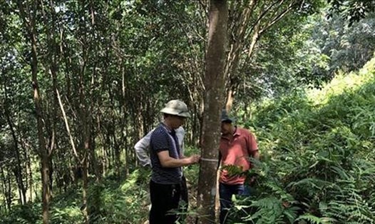 Đo đạc, kiểm tra chất lượng cây cao su tại Yên Bái. Ảnh: Đức Trưởng