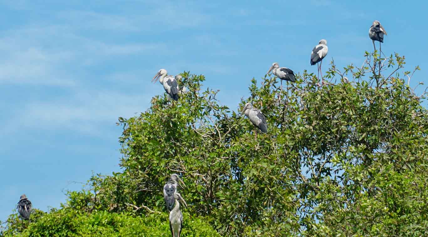 Anh Nguyễn Văn Dự - đội trưởng đội bảo vệ Công ty CP Nông nghiệp Mùa Xuân cho biết: “Khoảng vào năm 2011 - 2012, có nhiều loài chim bay đây sinh sống, ban đầu chỉ vài chục con, sau đó chúng sinh sôi rồi tăng đàn.  Trước tình hình đó, đến năm 2013, chúng tôi đã chính thức quy hoạch khu vực đất vườn chim và thành lập đội quản lý nhằm tạo điều kiện để bảo tồn những loài chim.