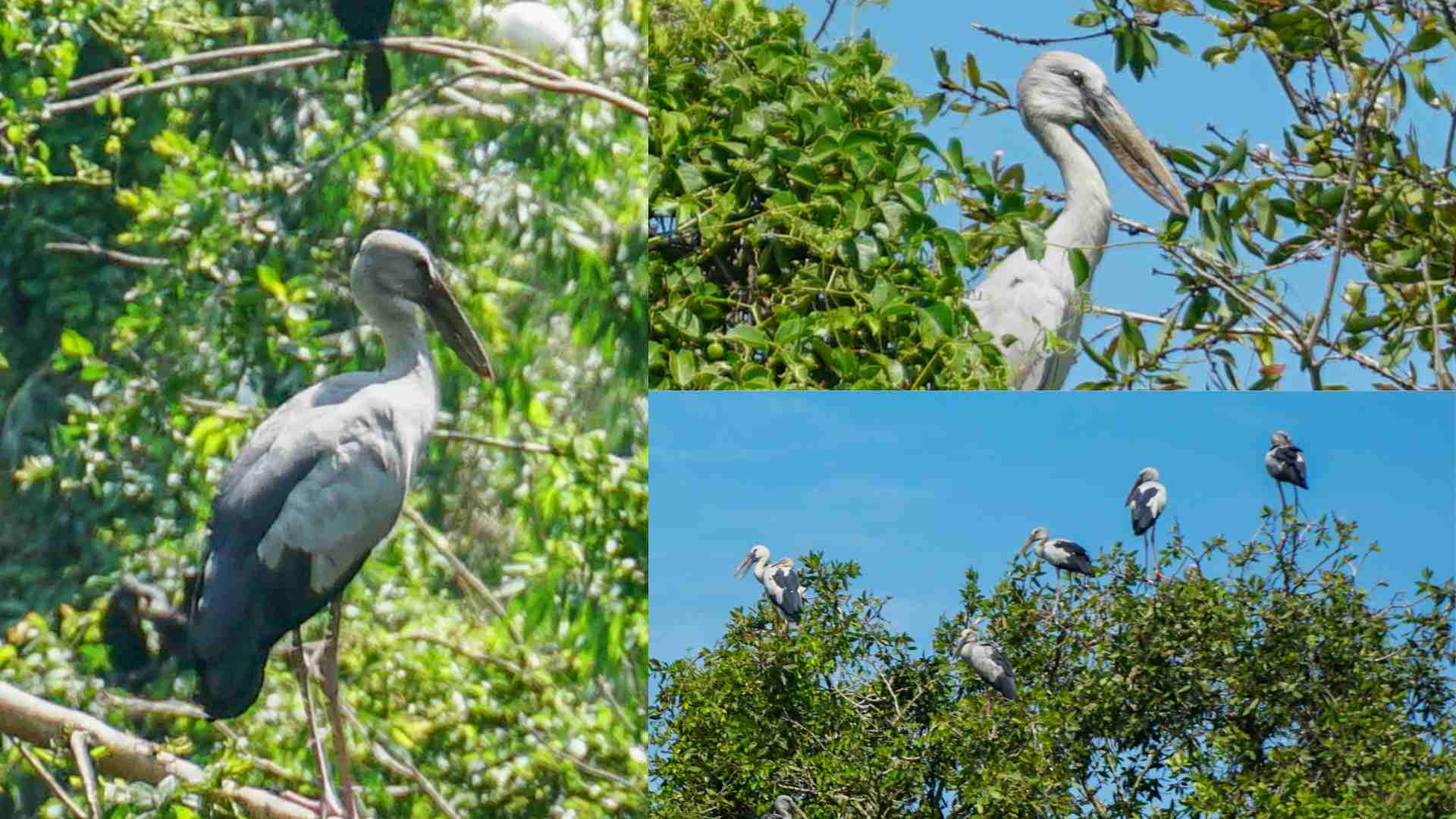 Những cá thể chim cò tại Công ty CP Nông nghiệp Mùa Xuân.