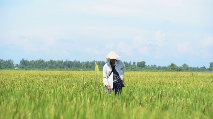 Việt Nam hoàn toàn đủ khả năng xuất khẩu 7-8 triệu tấn gạo trong năm 2024. Ảnh: Tân Long