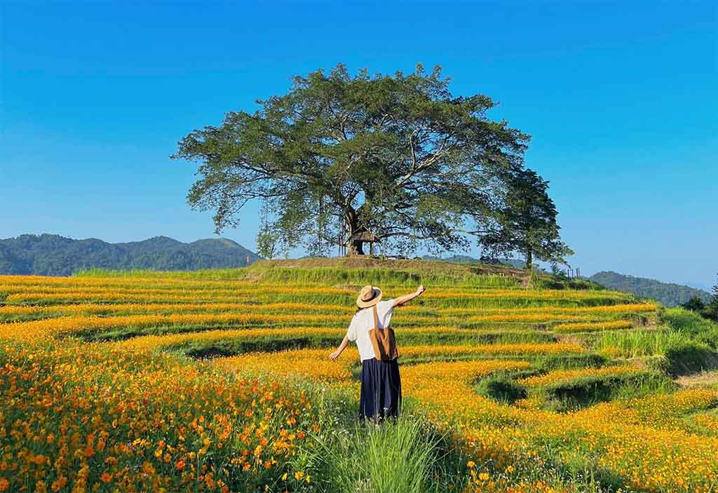 Du lịch Tây Bắc: Đồi hoa Xóm Mừng đẹp như tranh ở Hòa Bình