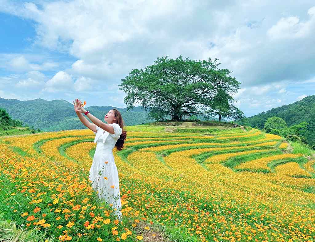 Đồi hoa tràn ngập sắc vàng ở xóm Mừng. Ảnh: Phuong Ot