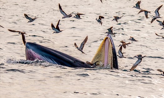 Cá voi Bryde săn mồi trên vùng biển Đề Gi (huyện Phù Cát, Bình Định) vào tháng 8.2022. Ảnh: Hoàng Đức Ngọc