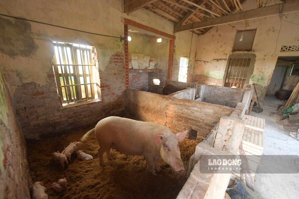 Phia bên Trong những ngôi nhà cũ đổ nát, cũng được người dân tận dụng, sửa sang lại để chăn nuôi gà, lợn. Những căn nhà nhỏ hơn như nhà vệ sinh, nhà tắm thì được làm trạm bơm phục vụ hoạt động tưới tiêu. Nhờ vậy, quanh năm, mảnh đất từng bị tàn phá bởi thiên tai đều được hồi sinh sức sống, phủ xanh bởi các loại hoa màu.