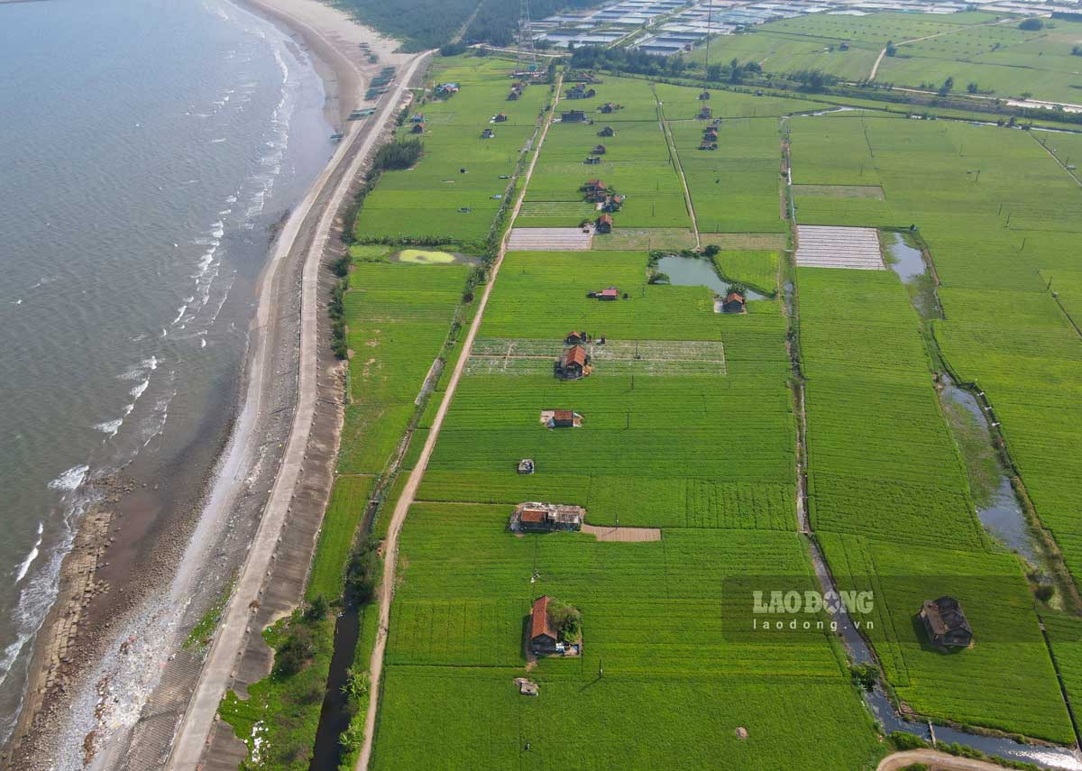 Hoa màu phủ xanh ngôi làng từng bị bão xóa sổ ở Nam Định. Ảnh: Lương Hà