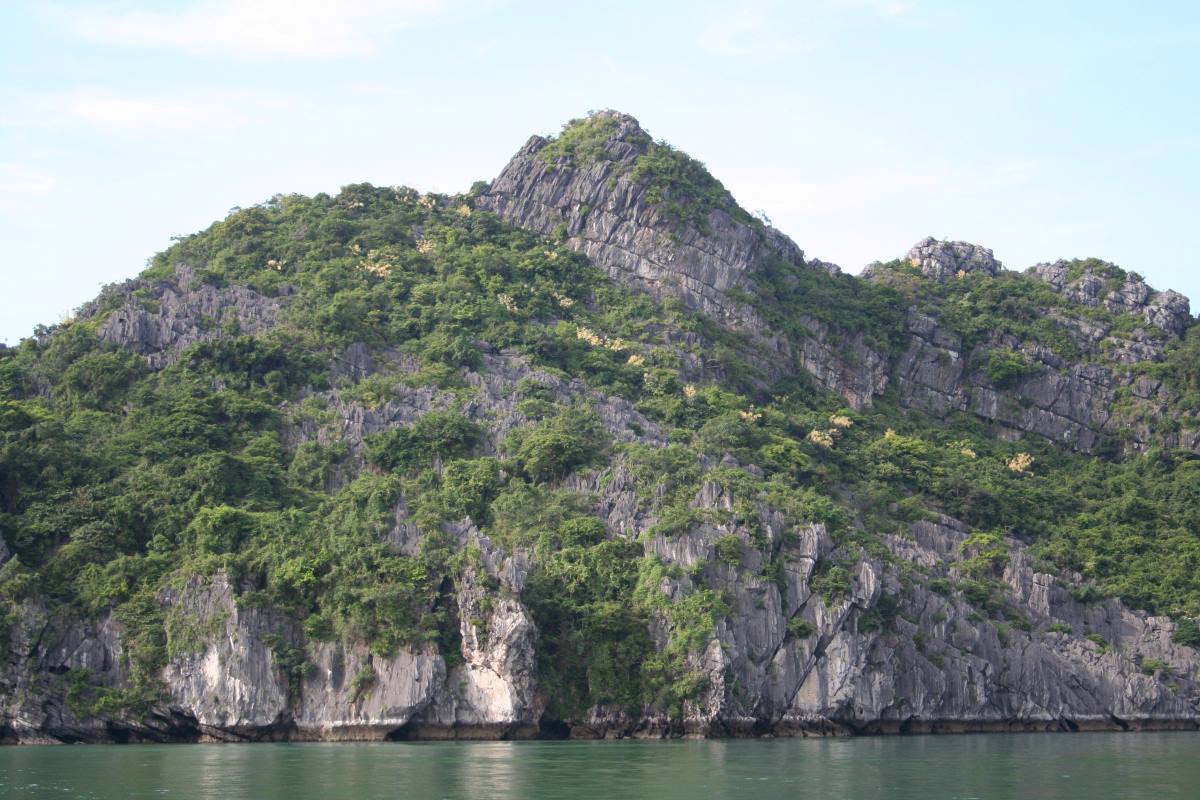 Sắc vàng của hoa cọ Hạ Long trên vách núi. Ảnh: Ban Quản lý vịnh Hạ Long