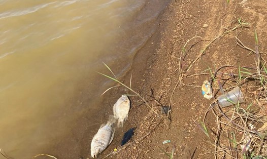 Từ trước tới nay ở khu vực hồ Tây Đắk Mil chưa xảy ra hiện tượng cá chết, nổi lềnh bềnh trên mặt nước. Ảnh: Bảo Lâm