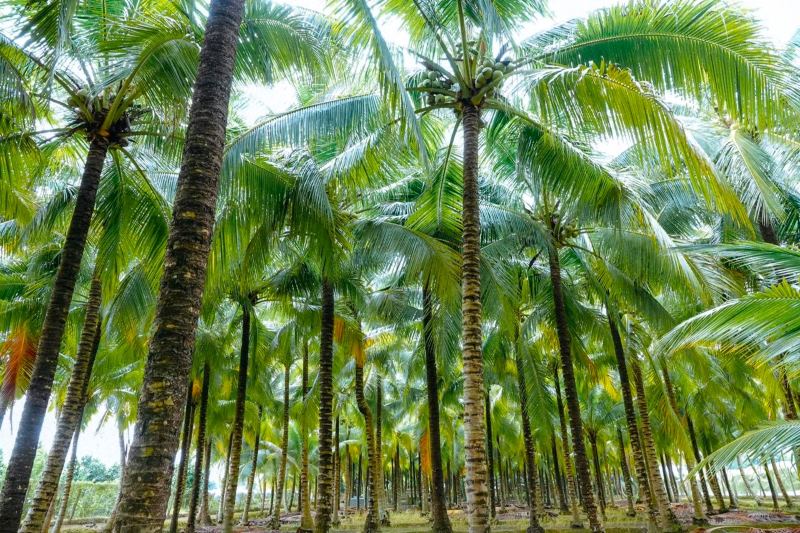 Vườn dừa được trồng ngay hàng thẳng lối, có các mương nhỏ nước đầy phù sa, tạo khung cảnh thơ mộng của một vùng quê yên bình.