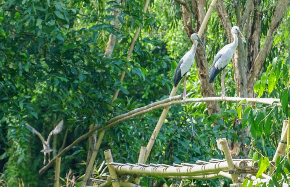 Càng di chuyển vào sâu bên trong sẽ dễ dàng bắt gặp hình ảnh những đàn chim, cò đậu dọc trên những chiếc cầu tre, trên những tán cây và bay rợp trên bầu trời.